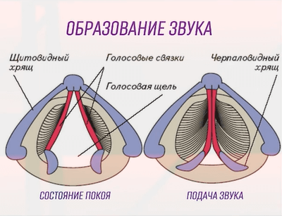 образование звука флейта