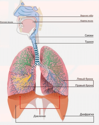 органы дыхания флейта