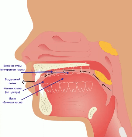 полость рта флейтиста сбоку